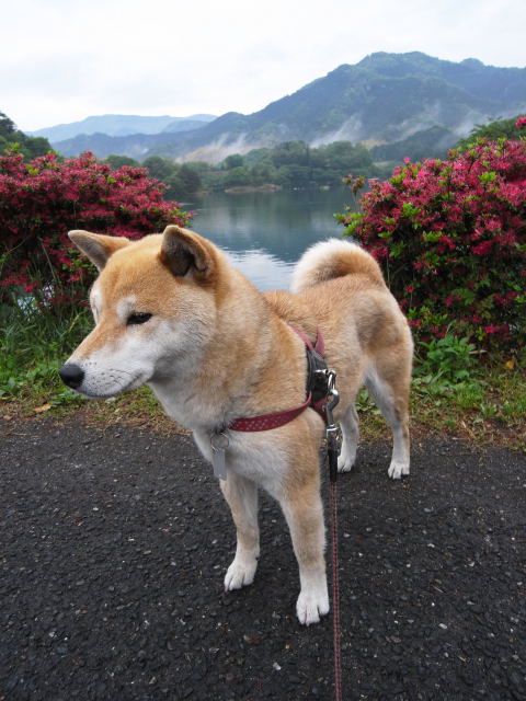 shibainmu hanasan