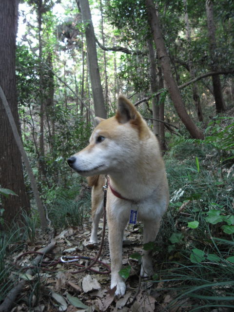 shibainmu hanasan