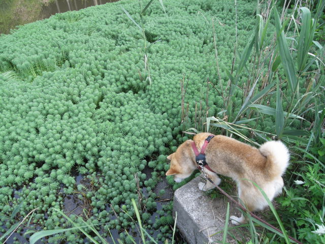 nazo no suisei syokubutsu