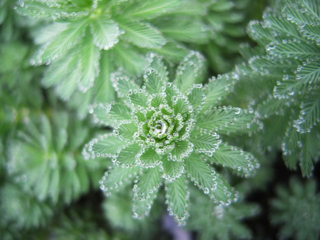 nazo no suisei syokubutsu