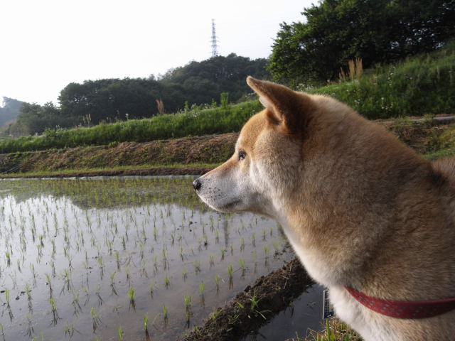shibainmu hanasan