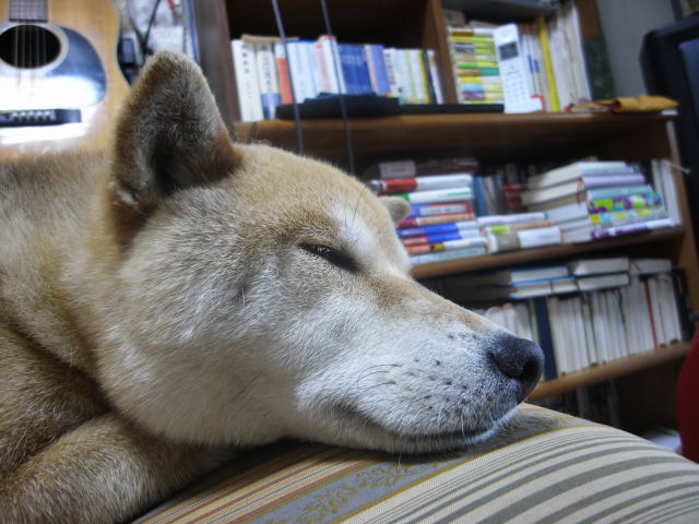 shibainmu hanasan