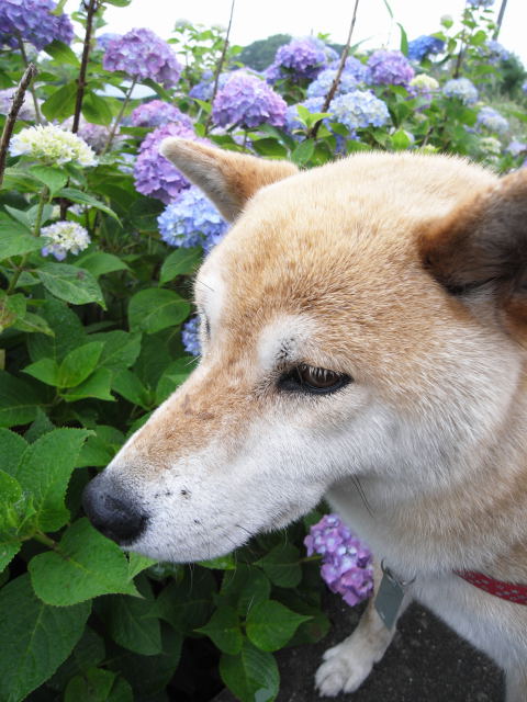 shibainmu hanasan