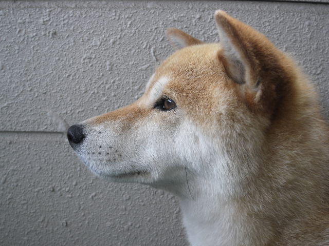 shibainu hanasan