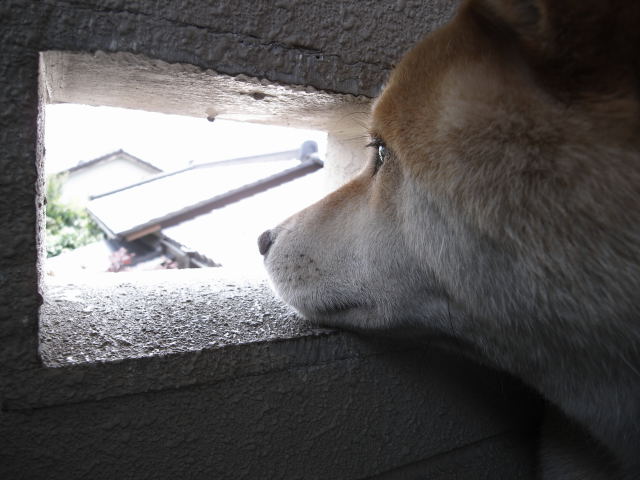 shibainu hanasan