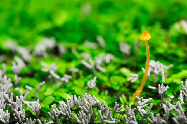 shiroutsubohokori/kimizugokenohana