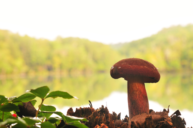 americaurabeniirogawari