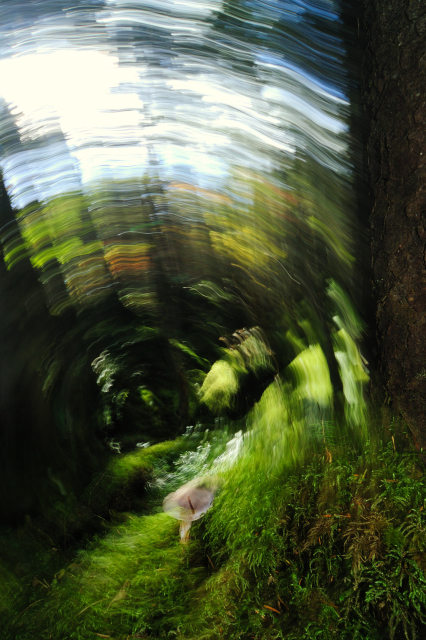 usumurasakifusentake