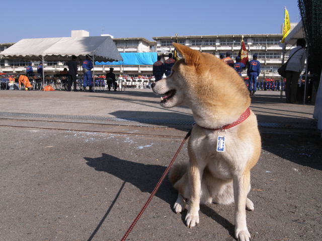 shibainuhanasan