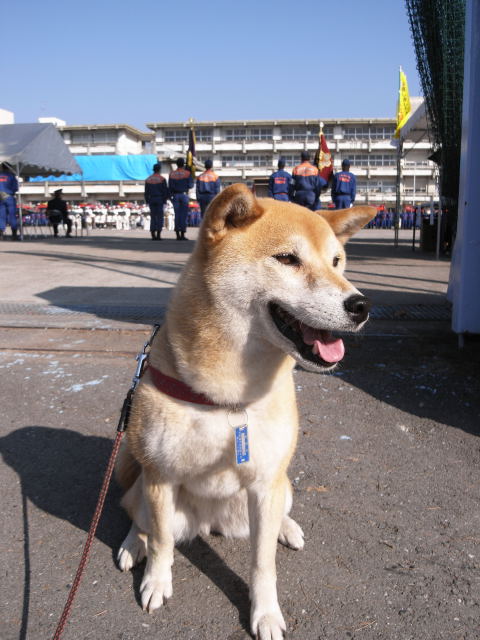 shibainuhanasan