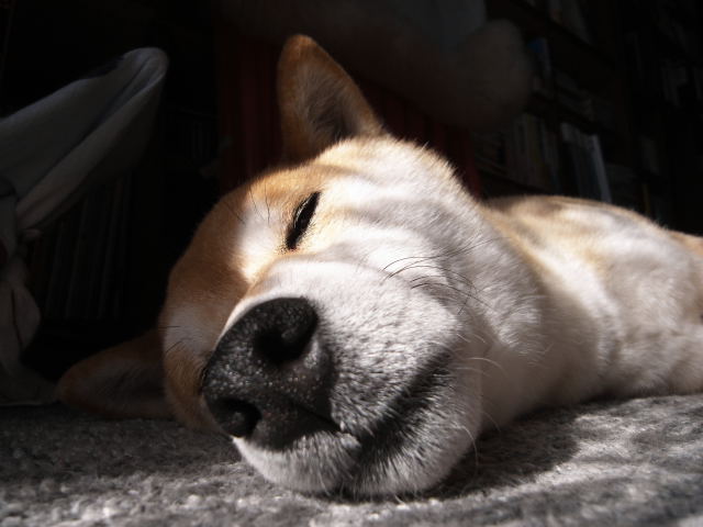shibainu hanasan