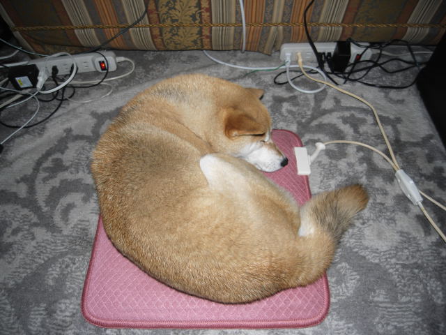 shibainu hanasan