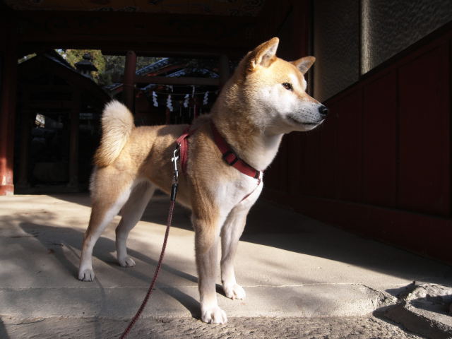 shibainu hanasan