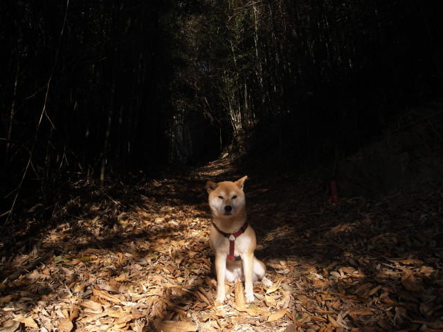 shibainu hanasan