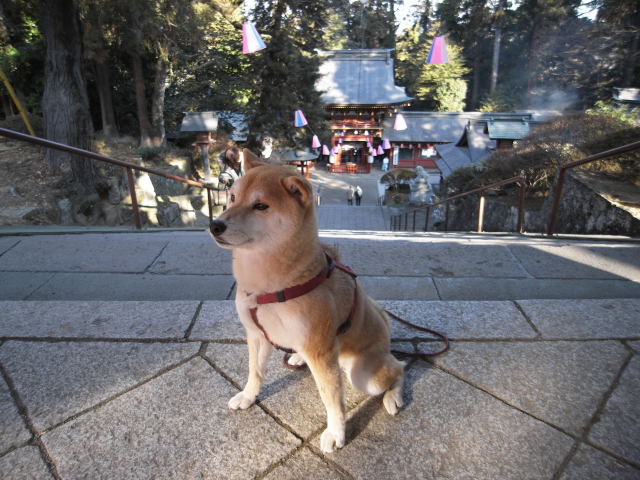 shibainu hanasan