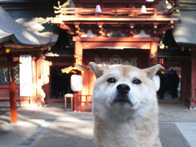 shibainu hanasan