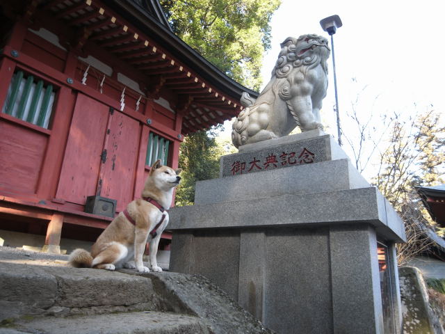 shibainu hanasan