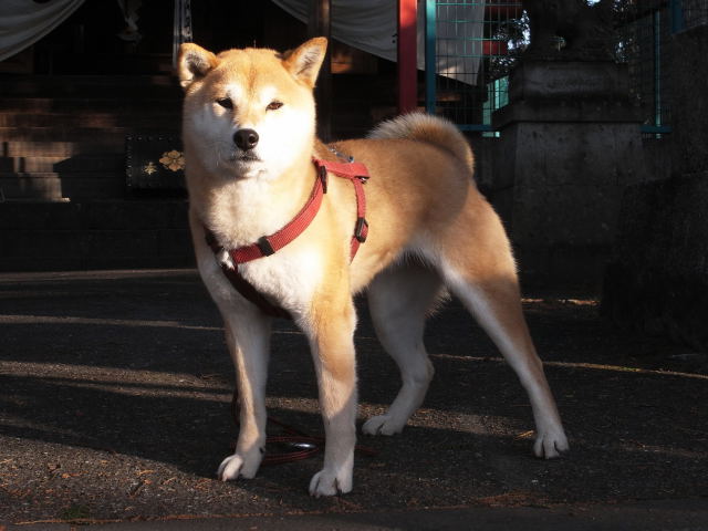 shibainu hanasan