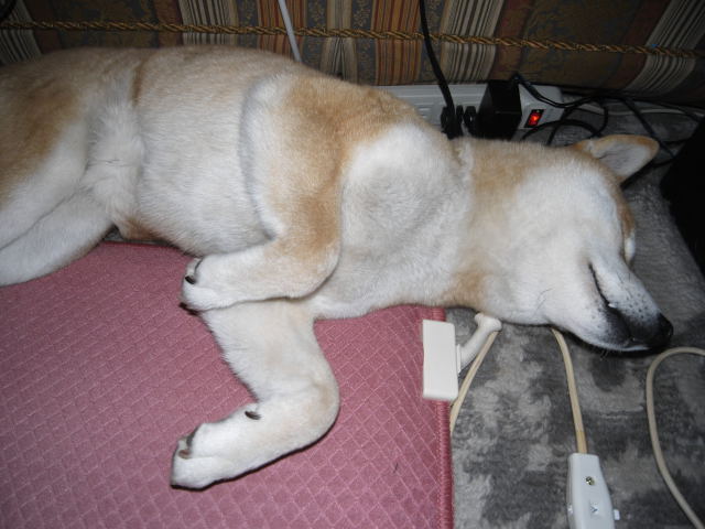 shibainu hanasan