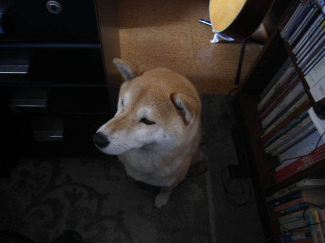 shibainu hanasan