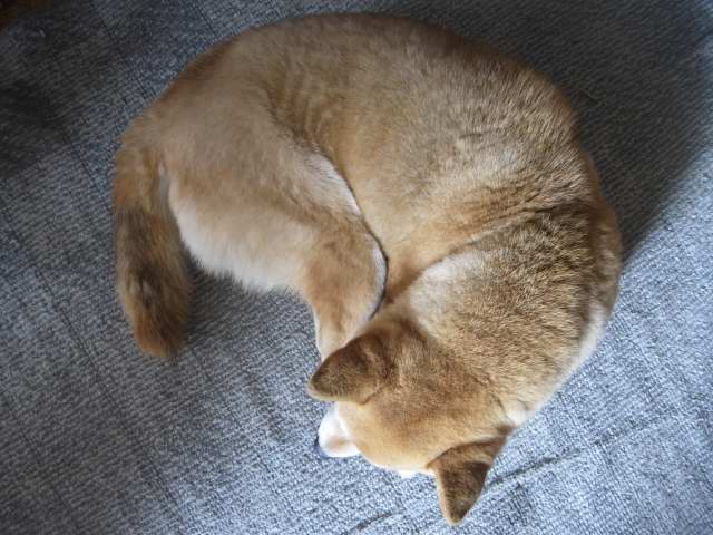 shibainu hanasan