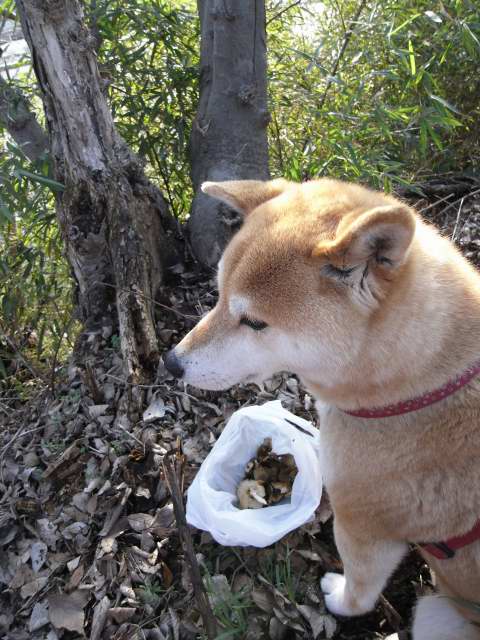 shibainu hanasan