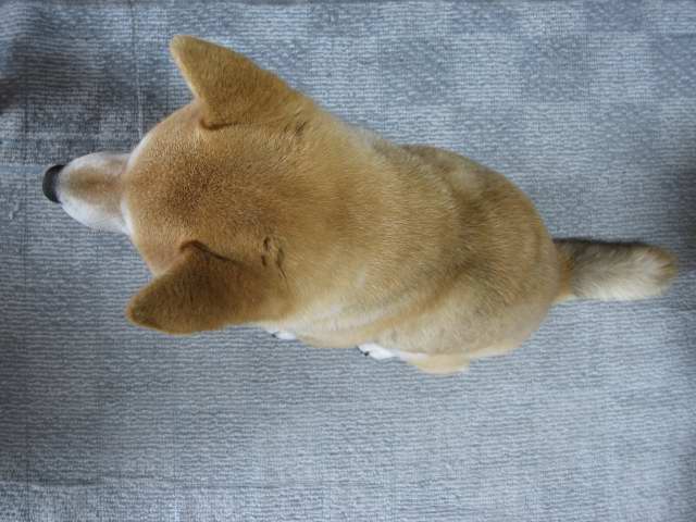 shibainu hanasan