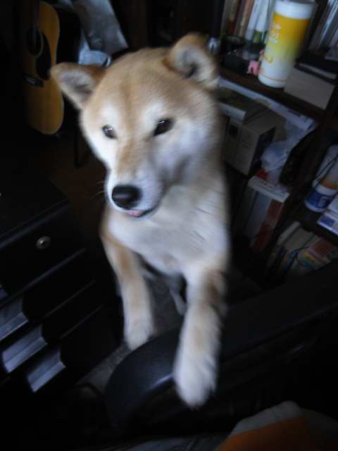 shibainu hanasan