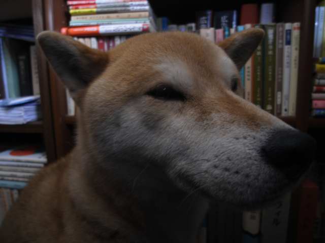 shibainu hanasan