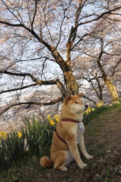 shibainu hanasan sakura