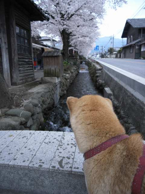 shibainu hanasan