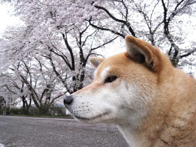 shibainu hanasan