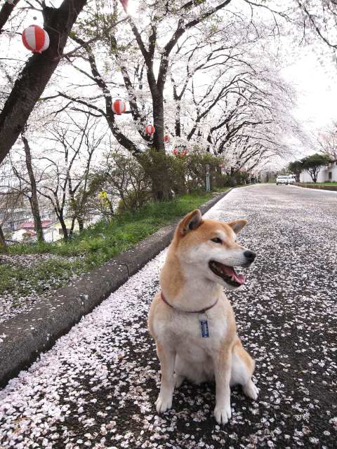 shibainu hanasan