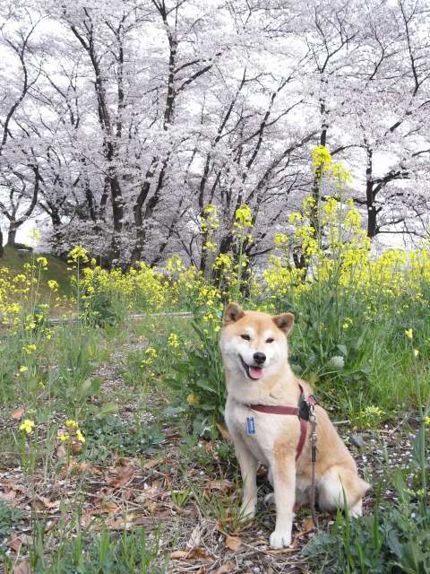 shibainu hanasan