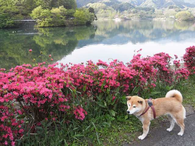 shibainu hanasan