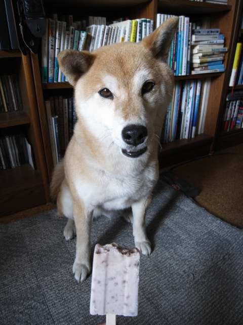 shibainu hanasan