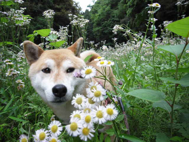 shibainu hanasan