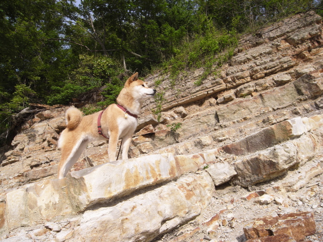 shibainu hanasan