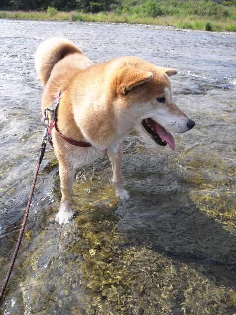 shibainu hanasan