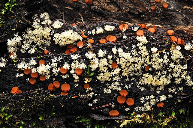 aragekobenichawantake/tsunohokori