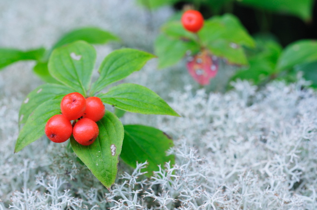 hanagoke/gozentachibana