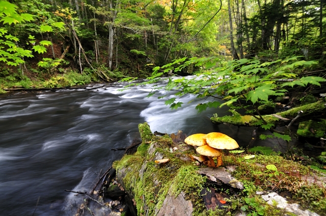 numerisugitakemodoki