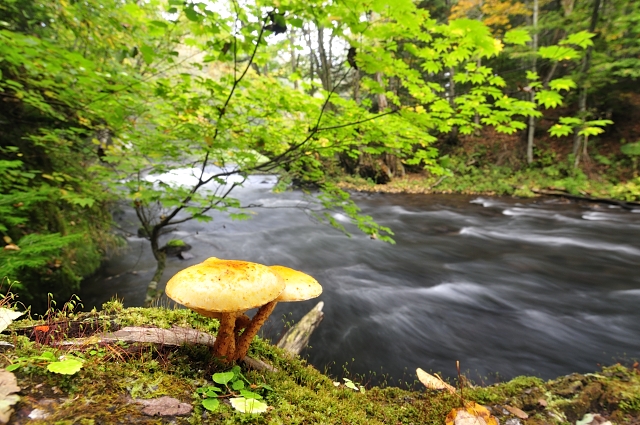 numerisugitakemodoki