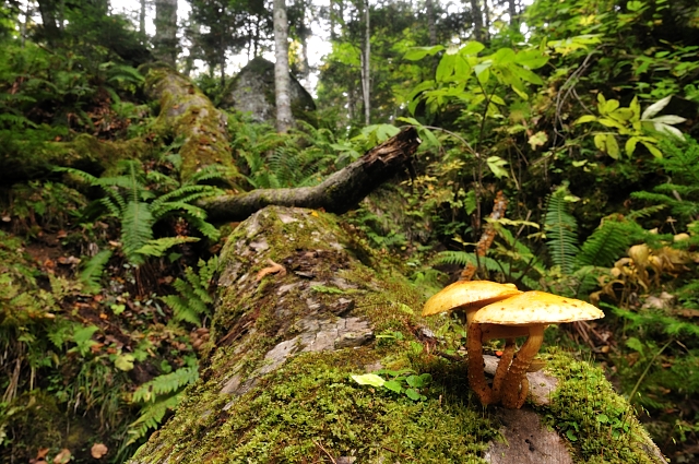 numerisugitakemodoki