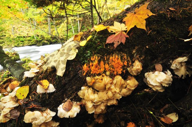 bunaharitake/budoufuusenhokori