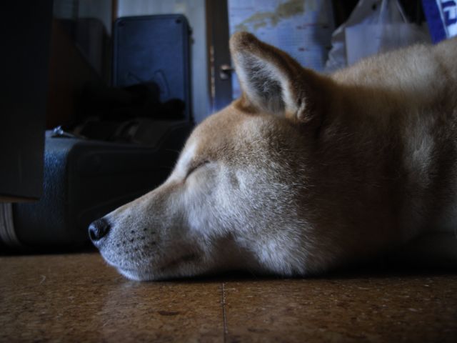 shibainu hanasan