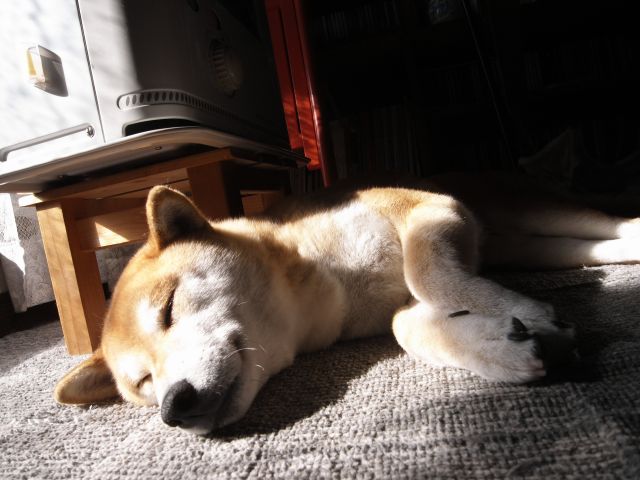 shibainu hanasan