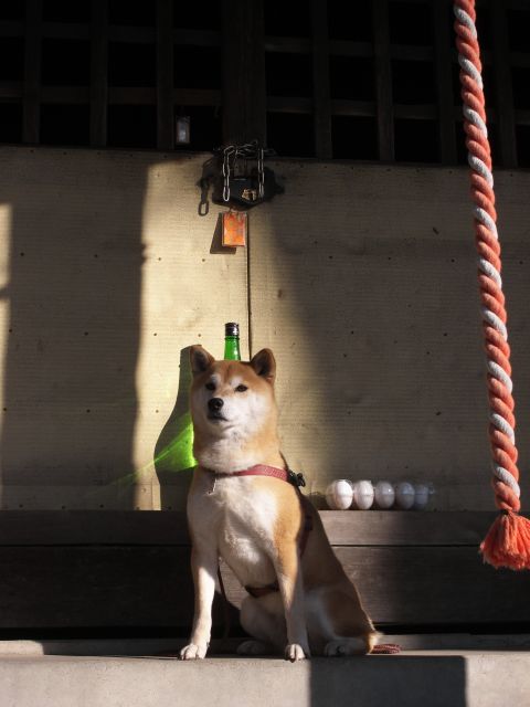 shibainu hanasan