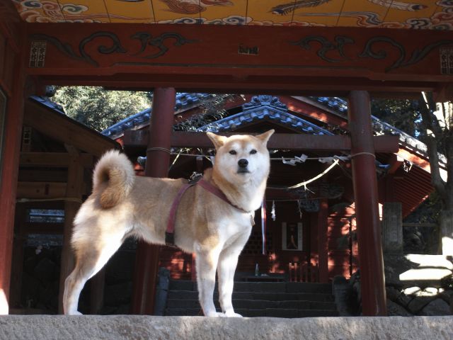 shibainu hanasan