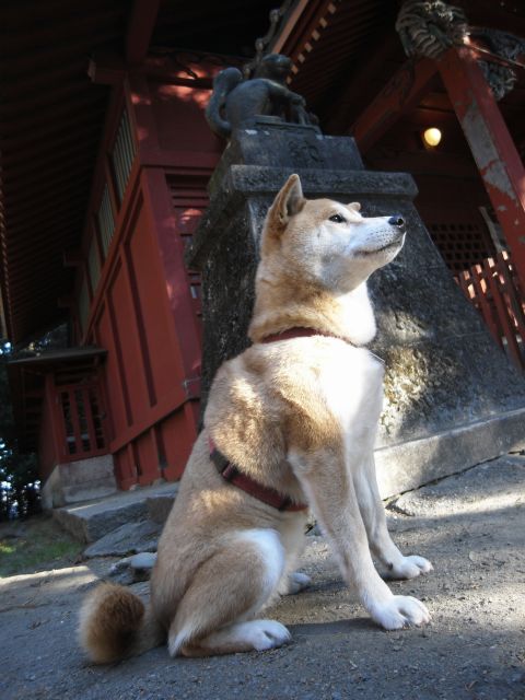 shibainu hanasan